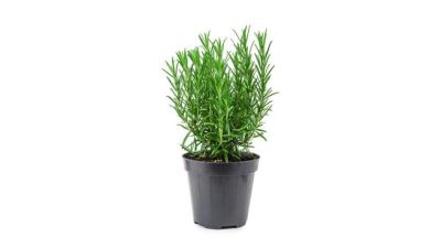 Rosmarino officinalis Vaso 14 cm