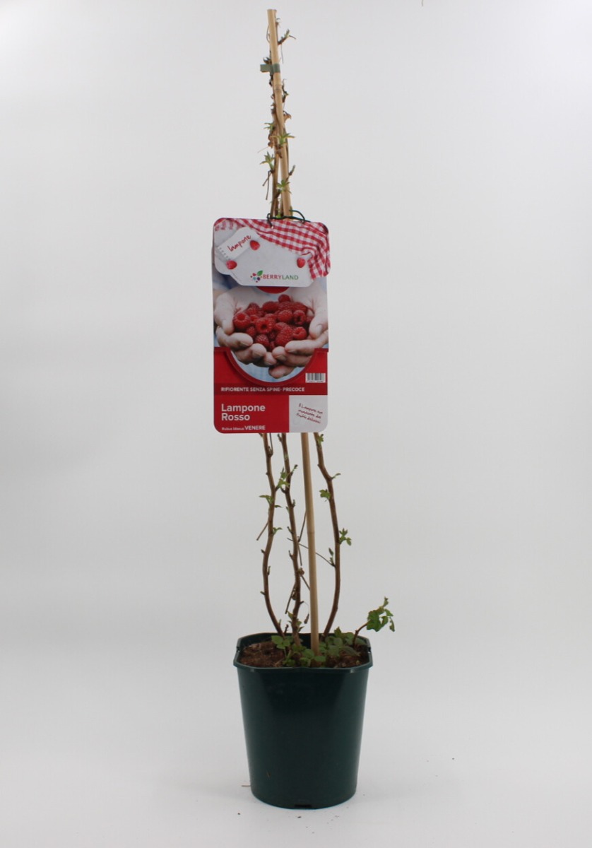1 PIANTA DI LAMPONE ROSSO REGINA VARIETA' PRECOCE - Foto 4