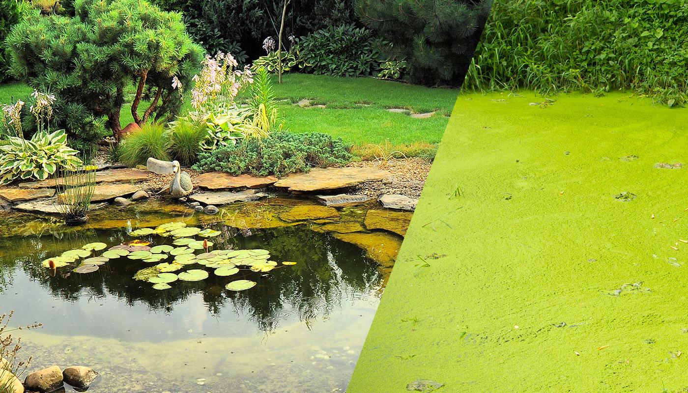 "A" come alghe: impariamo a gestirle