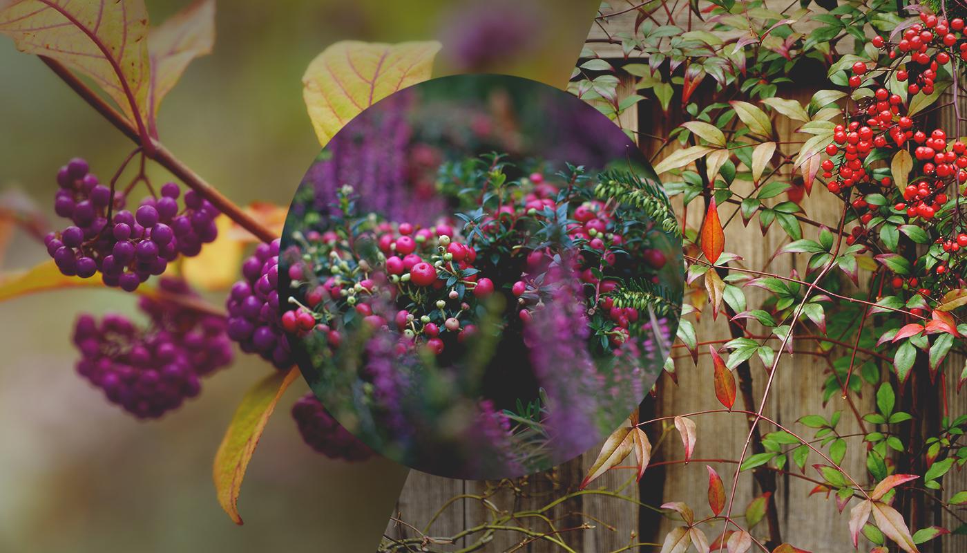 Bacche d’autunno