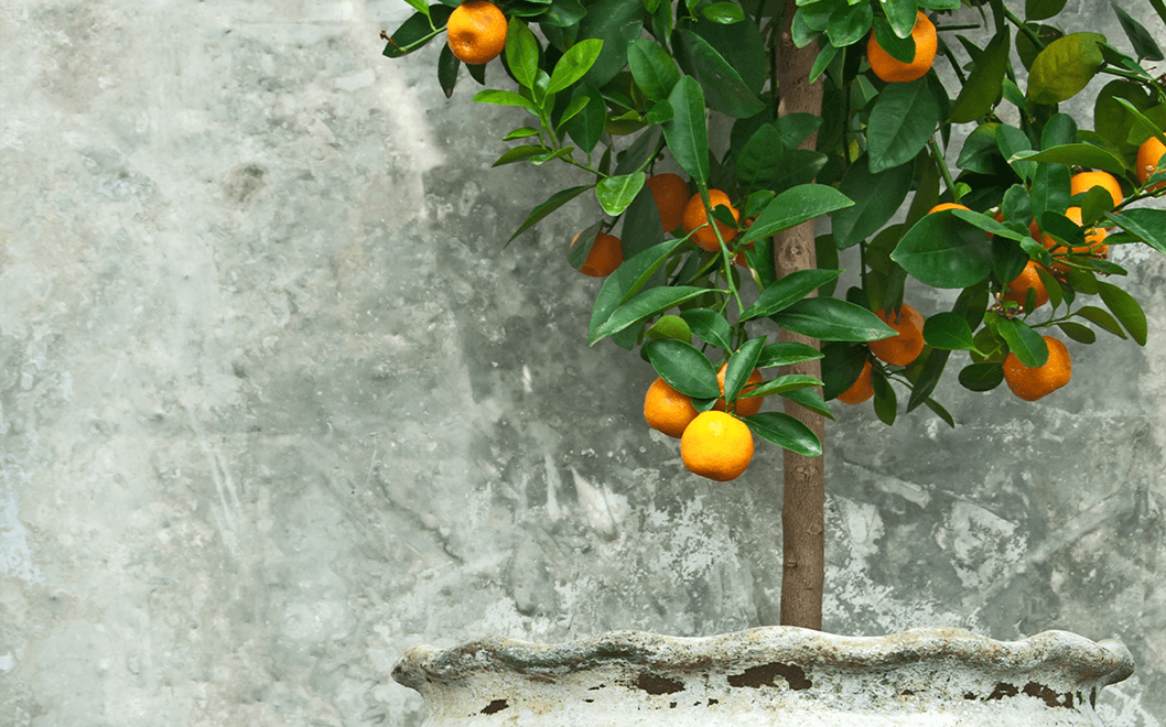 Agrumi, le piante del sole