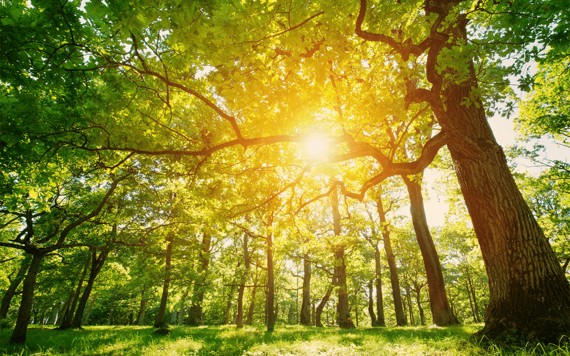 5 alberi per avere ombra in giardino
