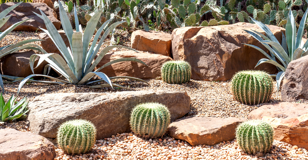 Desert Garden: come in California | AgricolaShop