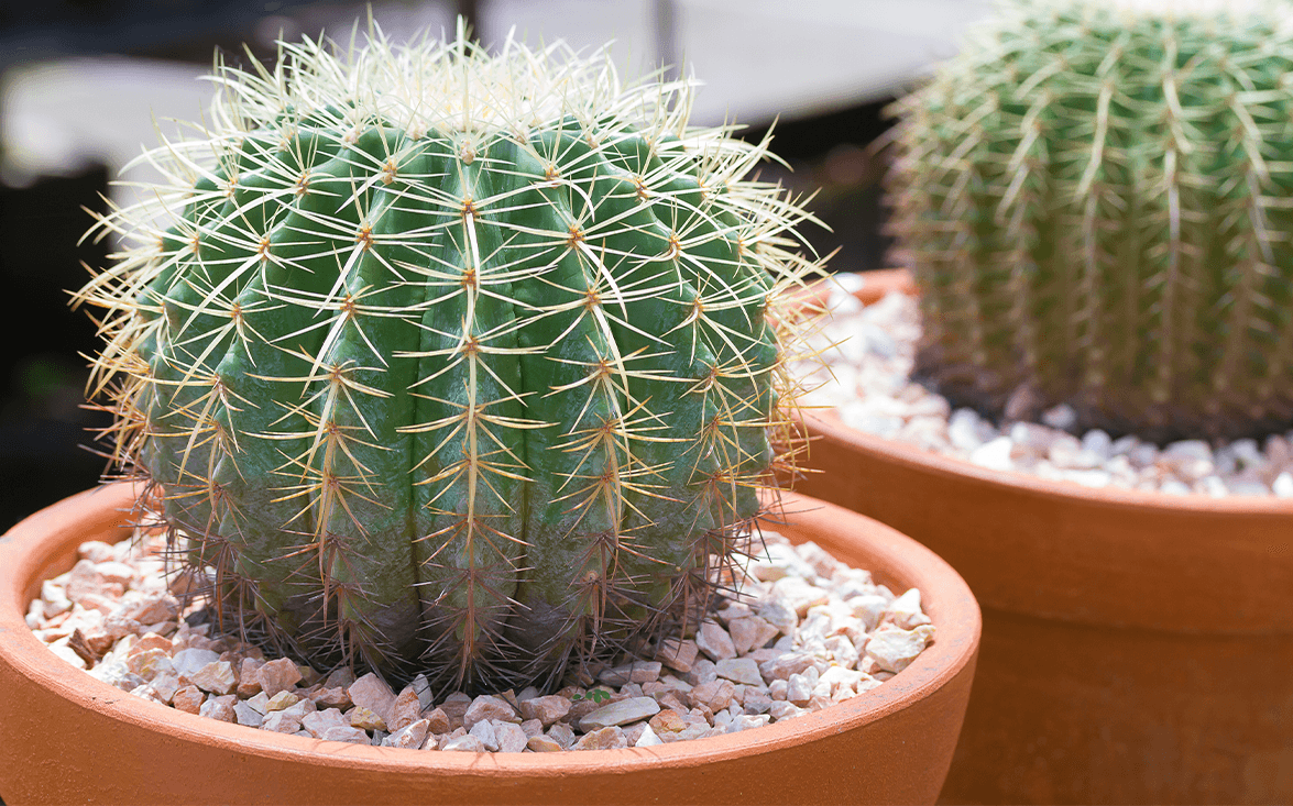 Echinocactus | AgricolaShop
