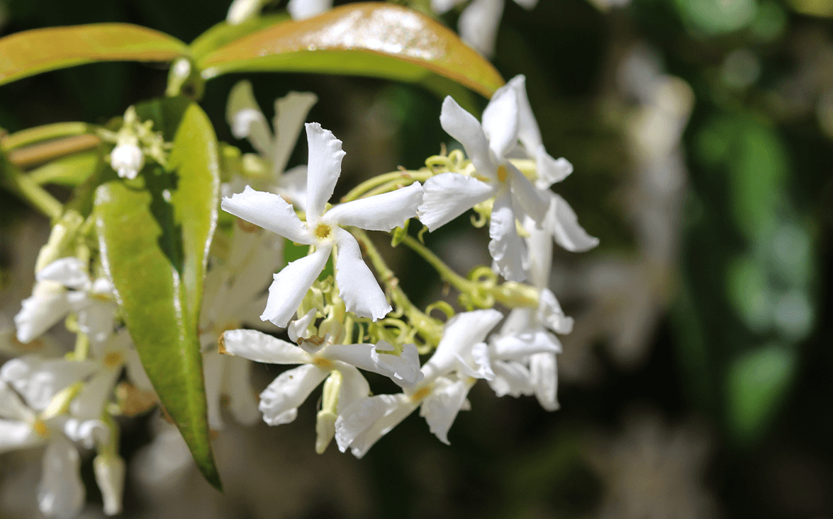 Rincospermo - Piante Da Giardino - Falso Gelsomino - Foto 8