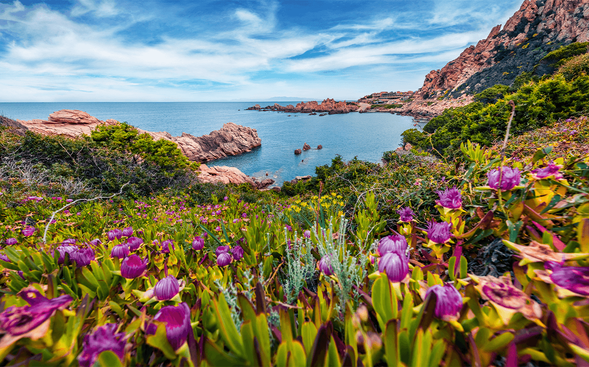 #PiantiamoItaliano: Le piante mediterranee