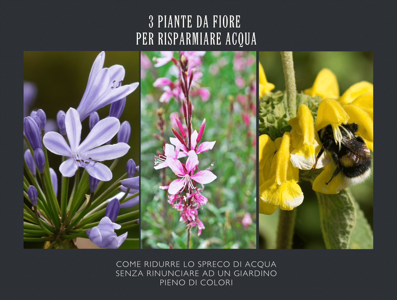 3 piante da fiore per risparmiare acqua