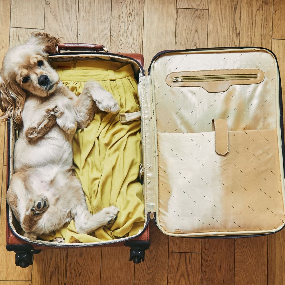 Animali in viaggio