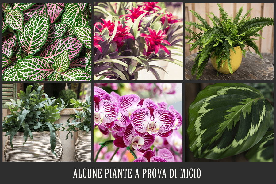 Piante non tossiche per gatti